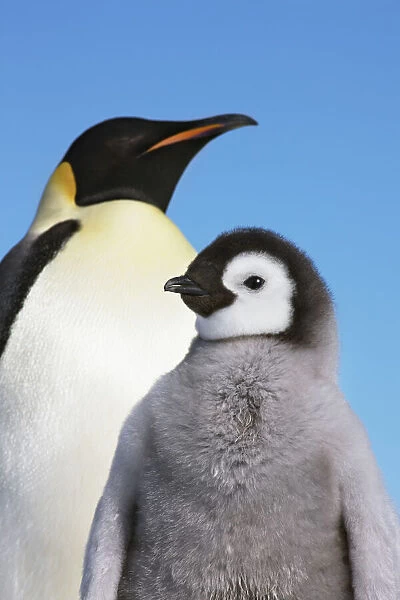 Emperor penguin with chicks - Antarctica, Antarctic Peninsula, Snowhill Island