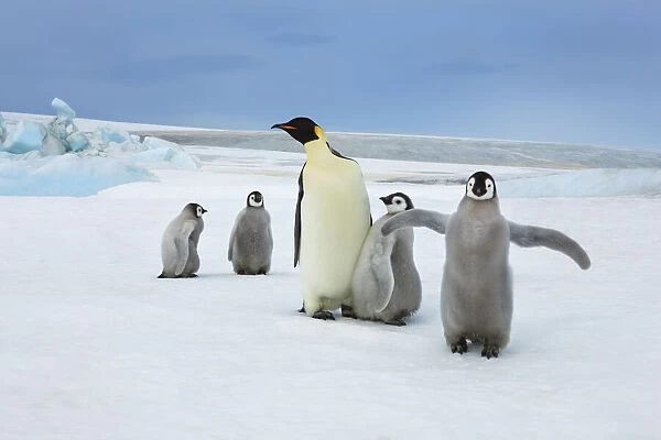 Emperor penguin and chicks - Antarctica, Antarctic Peninsula, Snowhill Island