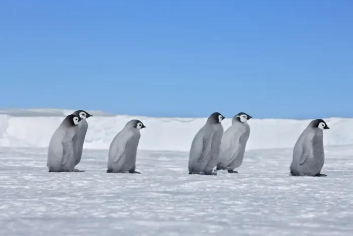 Framed Print : Emperor penguin chicks - Antarctica, Weddell Sea, Queen Maud Land, Ekstrom Ice Shelf, Atka Bay Framed Print : Emperor penguin chicks - Antarctica, Weddell Sea, Queen Maud Land, Ekstrom Ice Shelf, Atka Bay