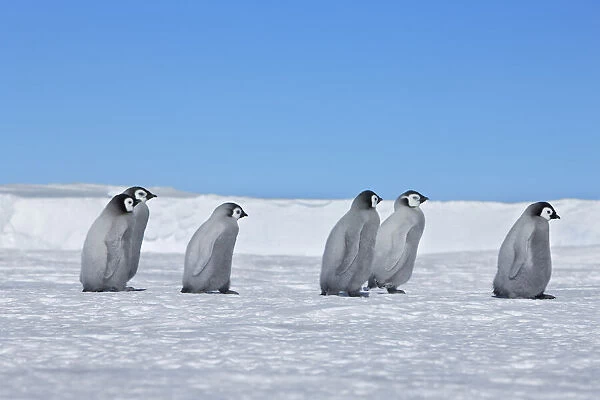 Emperor penguin chicks - Antarctica, Weddell Sea, Queen Maud Land, Ekstrom Ice Shelf, Atka Bay