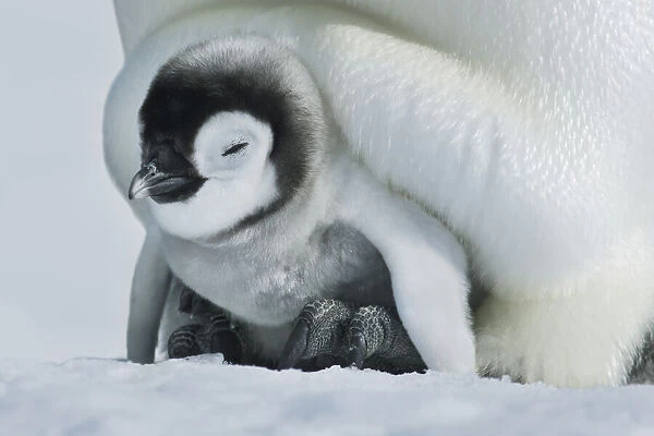 Emperor penguin chicks on parents feet - Antarctica, Antarctic Peninsula