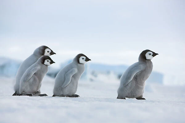 Emperor penguin chicks in procession - Antarctica, Antarctic Peninsula, Snowhill Island