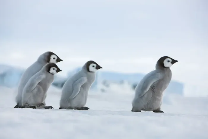 Framed Print : Emperor penguin chicks in procession - Antarctica, Antarctic Peninsula, Snowhill Island Framed Print : Emperor penguin chicks in procession - Antarctica, Antarctic Peninsula, Snowhill Island