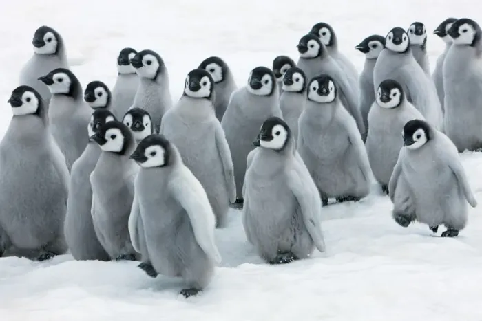 Framed Print : Emperor penguin chicks in procession - Antarctica, Antarctic Peninsula, Snowhill Island Framed Print : Emperor penguin chicks in procession - Antarctica, Antarctic Peninsula, Snowhill Island