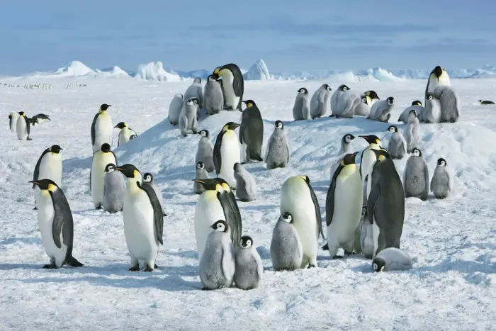 Framed Print : Emperor penguin colony - Antarctica, Antarctic Peninsula, Snowhill Island Framed Print : Emperor penguin colony - Antarctica, Antarctic Peninsula, Snowhill Island