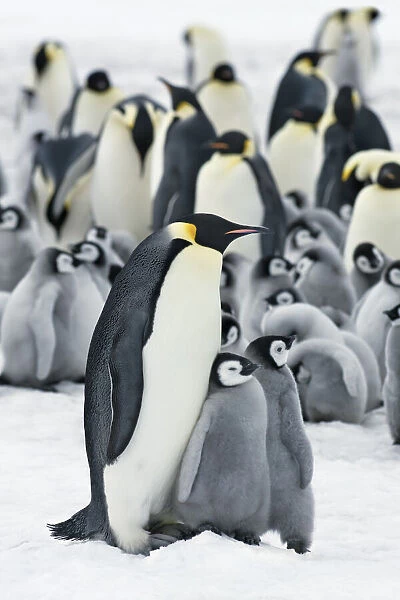 Emperor penguin colony with chicks - Antarctica, Antarctic Peninsula, Snowhill Island