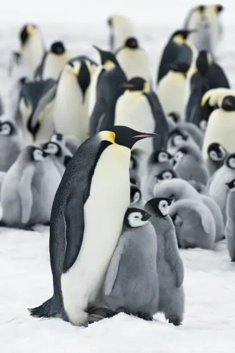 Framed Print : Emperor penguin colony with chicks - Antarctica, Antarctic Peninsula, Snowhill Island Framed Print : Emperor penguin colony with chicks - Antarctica, Antarctic Peninsula, Snowhill Island