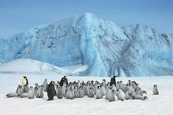 Emperor penguin colony with iceberg - Antarctica, Antarctic Peninsula, Snowhill Island