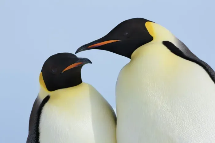Framed Print : Emperor penguin couple - Antarctica, Antarctic Peninsula, Snowhill Island Framed Print : Emperor penguin couple - Antarctica, Antarctic Peninsula, Snowhill Island