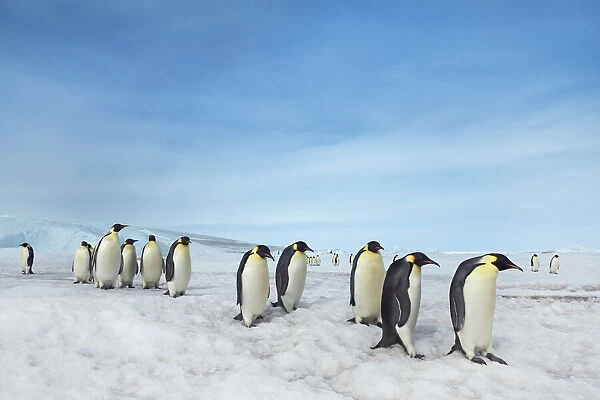 Emperor penguin group - Antarctica, Antarctic Peninsula, Snowhill Island