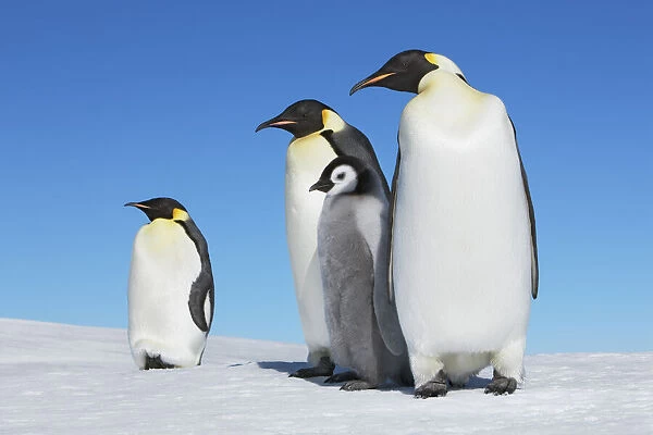 Emperor penguin group with chick - Antarctica, Antarctic Peninsula, Snowhill Island