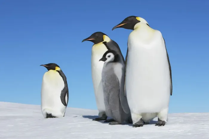 Framed Print : Emperor penguin group with chick - Antarctica, Antarctic Peninsula, Snowhill Island Framed Print : Emperor penguin group with chick - Antarctica, Antarctic Peninsula, Snowhill Island