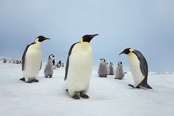 Emperor penguin group with chick - Antarctica, Antarctic Peninsula, Snowhill Island