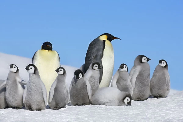 Emperor penguin group with chicks - Antarctica, Antarctic Peninsula, Snowhill Island