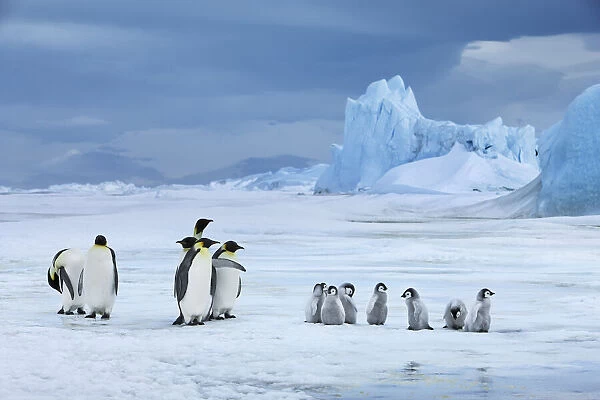 Emperor penguin group with chicks in front of iceberg - Antarctica, Antarctic Peninsula