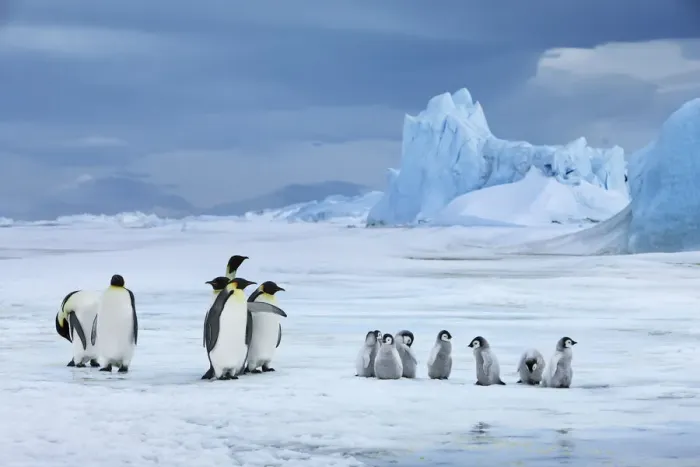 Framed Print : Emperor penguin group with chicks in front of iceberg - Antarctica, Antarctic Peninsula Framed Print : Emperor penguin group with chicks in front of iceberg - Antarctica, Antarctic Peninsula