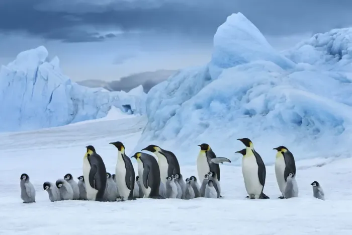 Framed Print : Emperor penguin group with chicks in front of iceberg - Antarctica, Antarctic Peninsula Framed Print : Emperor penguin group with chicks in front of iceberg - Antarctica, Antarctic Peninsula