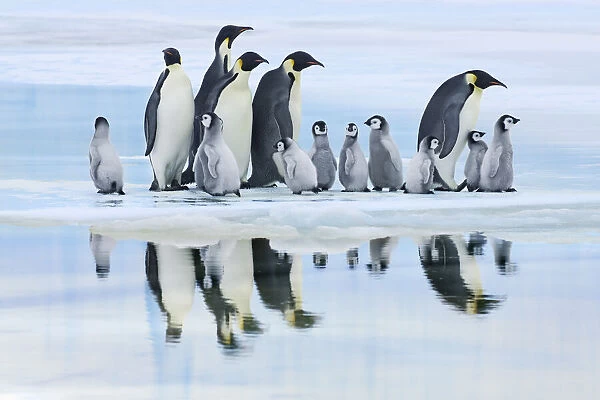Emperor penguin group with chicks on way to rookery - Antarctica, Antarctic Peninsula