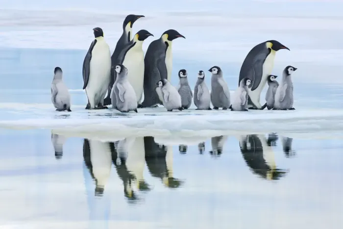 Framed Print : Emperor penguin group with chicks on way to rookery - Antarctica, Antarctic Peninsula Framed Print : Emperor penguin group with chicks on way to rookery - Antarctica, Antarctic Peninsula