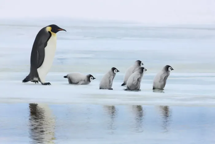 Framed Print : Emperor penguin group with chicks on way to rookery - Antarctica, Antarctic Peninsula Framed Print : Emperor penguin group with chicks on way to rookery - Antarctica, Antarctic Peninsula