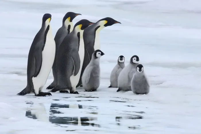 Framed Print : Emperor penguin group with chicksn - Antarctica, Antarctic Peninsula, Snowhill Island Framed Print : Emperor penguin group with chicksn - Antarctica, Antarctic Peninsula, Snowhill Island