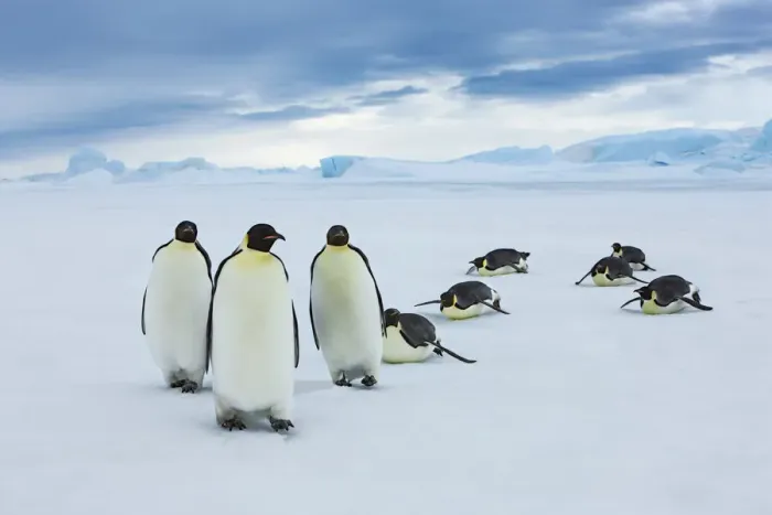 Framed Print : Emperor penguin group coming from ocean - Antarctica, Antarctic Peninsula Framed Print : Emperor penguin group coming from ocean - Antarctica, Antarctic Peninsula