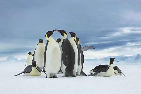 Emperor penguin group coming from ocean - Antarctica, Antarctic Peninsula