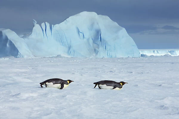 Emperor penguin group with iceberg - Antarctica, Antarctic Peninsula, Snowhill Island