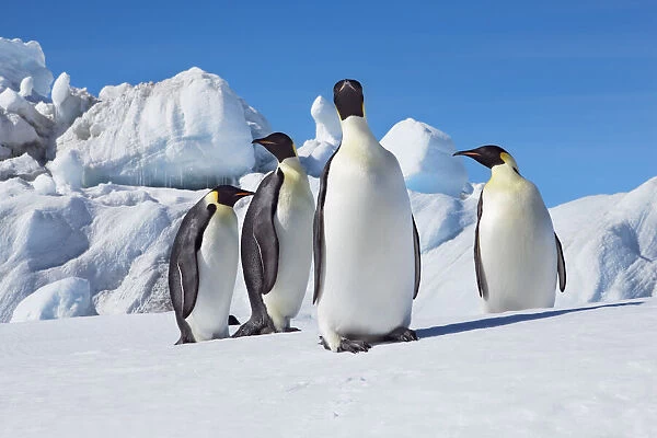 Emperor penguin group and icebergs - Antarctica, Antarctic Peninsula, Snowhill Island