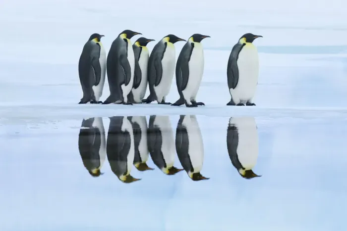 Framed Print : Emperor penguin group on way to rookery - Antarctica, Antarctic Peninsula Framed Print : Emperor penguin group on way to rookery - Antarctica, Antarctic Peninsula