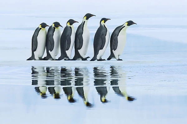 Emperor penguin group on way to rookery - Antarctica, Antarctic Peninsula