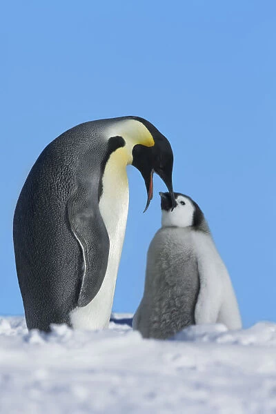 Emperor penguin Parent with chick - Antarctica, Weddell Sea, Riiser Larsen Ice Shelf