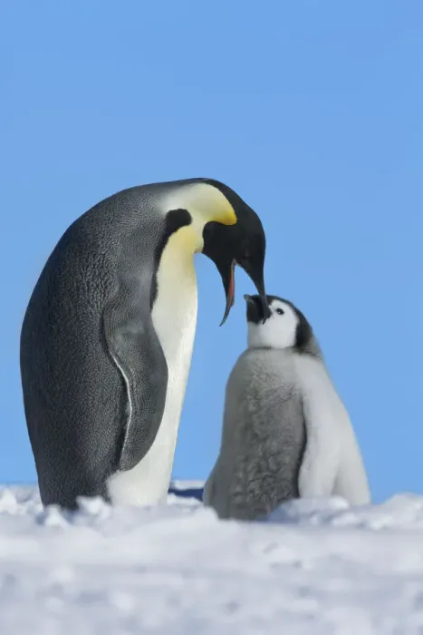 Framed Print : Emperor penguin Parent with chick - Antarctica, Weddell Sea, Riiser Larsen Ice Shelf Framed Print : Emperor penguin Parent with chick - Antarctica, Weddell Sea, Riiser Larsen Ice Shelf