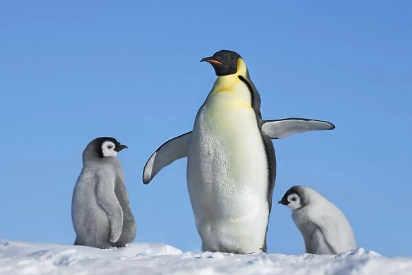 Emperor penguin Parent with chicks - Antarctica, Weddell Sea, Riiser Larsen Ice Shelf