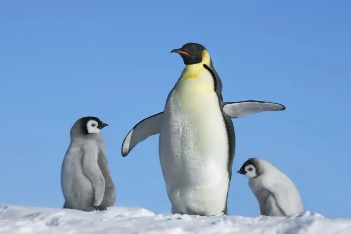Framed Print : Emperor penguin Parent with chicks - Antarctica, Weddell Sea, Riiser Larsen Ice Shelf Framed Print : Emperor penguin Parent with chicks - Antarctica, Weddell Sea, Riiser Larsen Ice Shelf