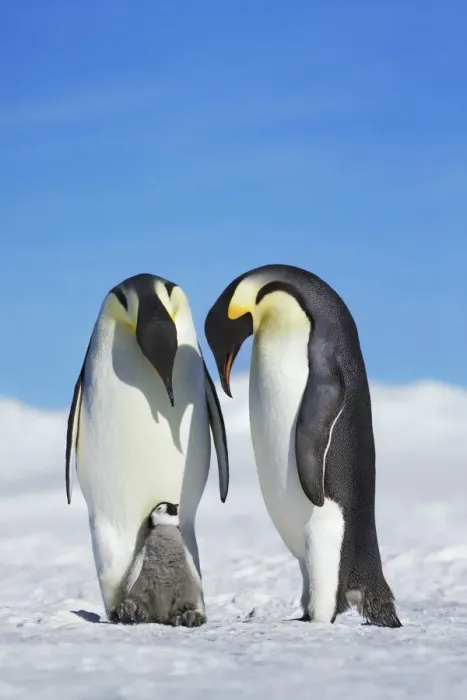 Framed Print : Emperor penguin parents with chick - Antarctica, Antarctic Peninsula, Snowhill Island Framed Print : Emperor penguin parents with chick - Antarctica, Antarctic Peninsula, Snowhill Island