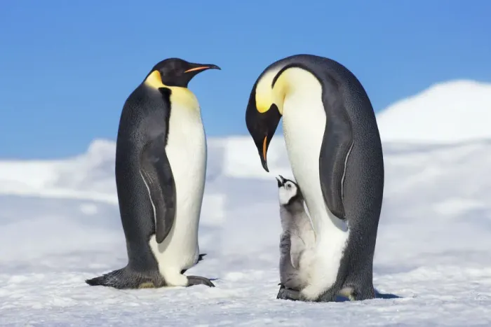 Framed Print : Emperor penguin parents with chick - Antarctica, Antarctic Peninsula, Snowhill Island Framed Print : Emperor penguin parents with chick - Antarctica, Antarctic Peninsula, Snowhill Island