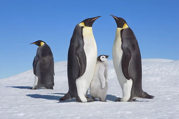 Emperor penguin parents with chick - Antarctica, Antarctic Peninsula, Snowhill Island