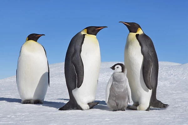 Emperor penguin parents with chick - Antarctica, Antarctic Peninsula, Snowhill Island