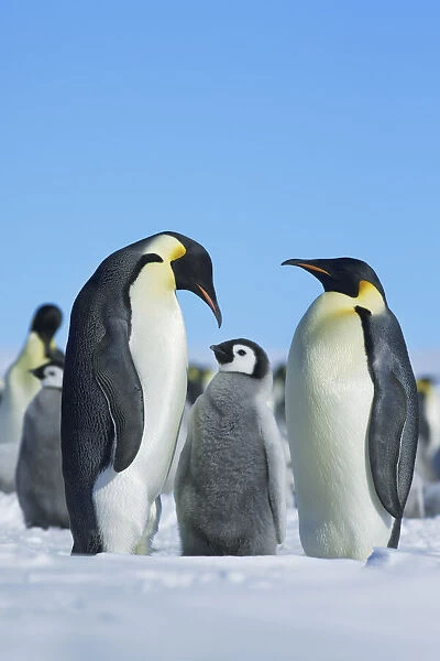 Emperor penguin Parents with chick - Antarctica, Weddell Sea, Riiser Larsen Ice Shelf
