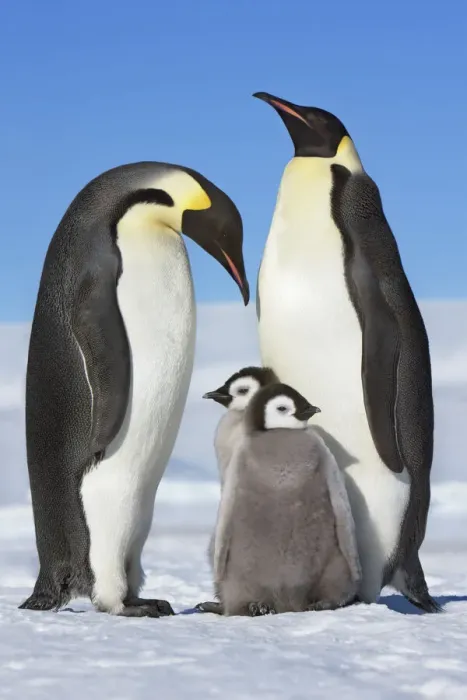Framed Print : Emperor penguin parents with chicks - Antarctica, Antarctic Peninsula, Snowhill Island Framed Print : Emperor penguin parents with chicks - Antarctica, Antarctic Peninsula, Snowhill Island