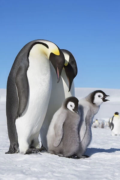 Emperor penguin parents with chicks - Antarctica, Antarctic Peninsula, Snowhill Island