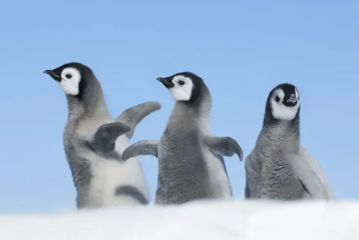 Framed Print : Emperor penguin playing chicks - Antarctica, Weddell Sea, Riiser Larsen Ice Shelf Framed Print : Emperor penguin playing chicks - Antarctica, Weddell Sea, Riiser Larsen Ice Shelf