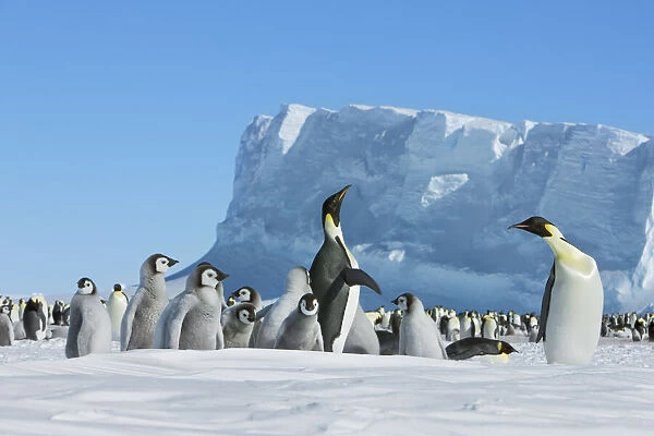 Emperor penguin rookery - Antarctica, Weddell Sea, Riiser Larsen Ice Shelf