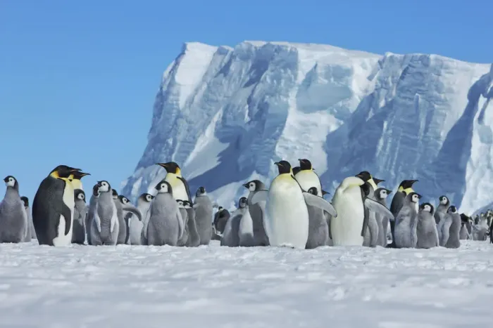 Framed Print : Emperor penguin rookery - Antarctica, Weddell Sea, Riiser Larsen Ice Shelf