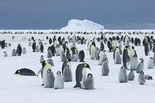 Emperor penguin rookery with iceberg - Antarctica, Antarctic Peninsula, Snowhill Island