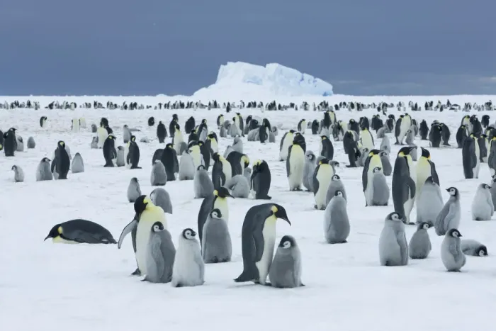Framed Print : Emperor penguin rookery with iceberg - Antarctica, Antarctic Peninsula, Snowhill Island Framed Print : Emperor penguin rookery with iceberg - Antarctica, Antarctic Peninsula, Snowhill Island