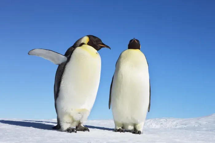 Framed Print : Emperor penguin stretching - Antarctica, Antarctic Peninsula, Snowhill Island Framed Print : Emperor penguin stretching - Antarctica, Antarctic Peninsula, Snowhill Island