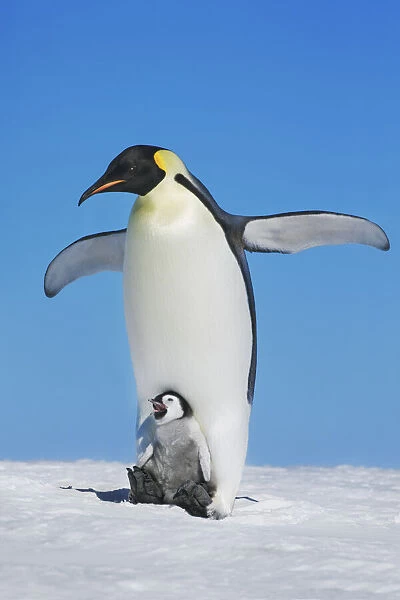 Emperor penguin stretching with chick - Antarctica, Antarctic Peninsula, Snowhill Island