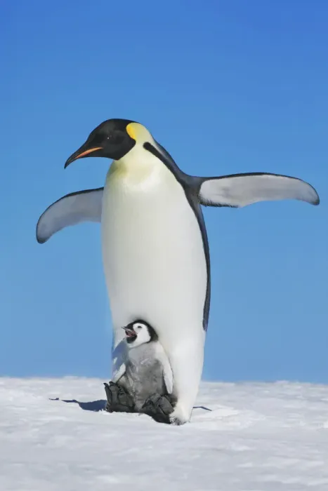 Framed Print : Emperor penguin stretching with chick - Antarctica, Antarctic Peninsula, Snowhill Island Framed Print : Emperor penguin stretching with chick - Antarctica, Antarctic Peninsula, Snowhill Island